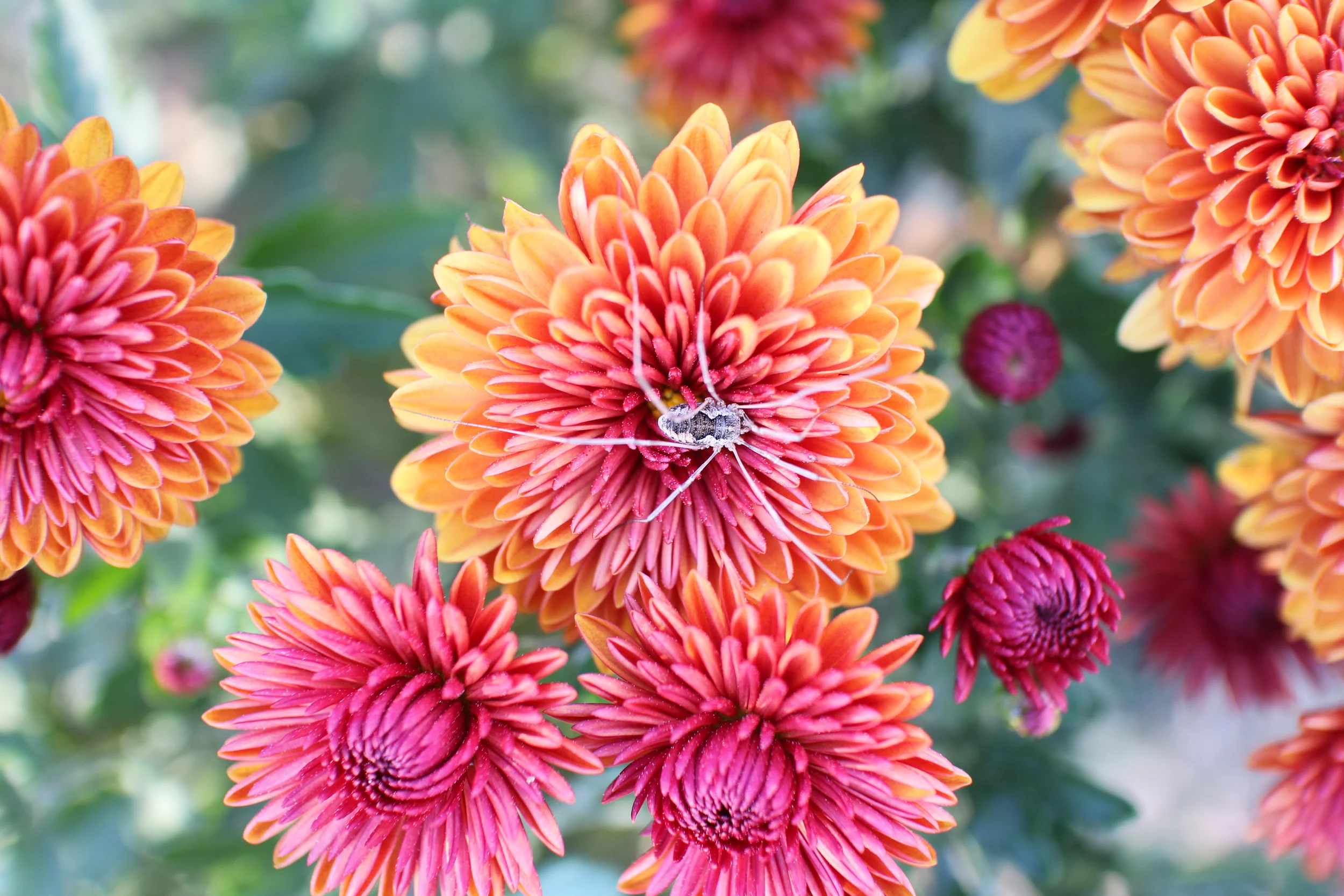 Colorful Flower Spider