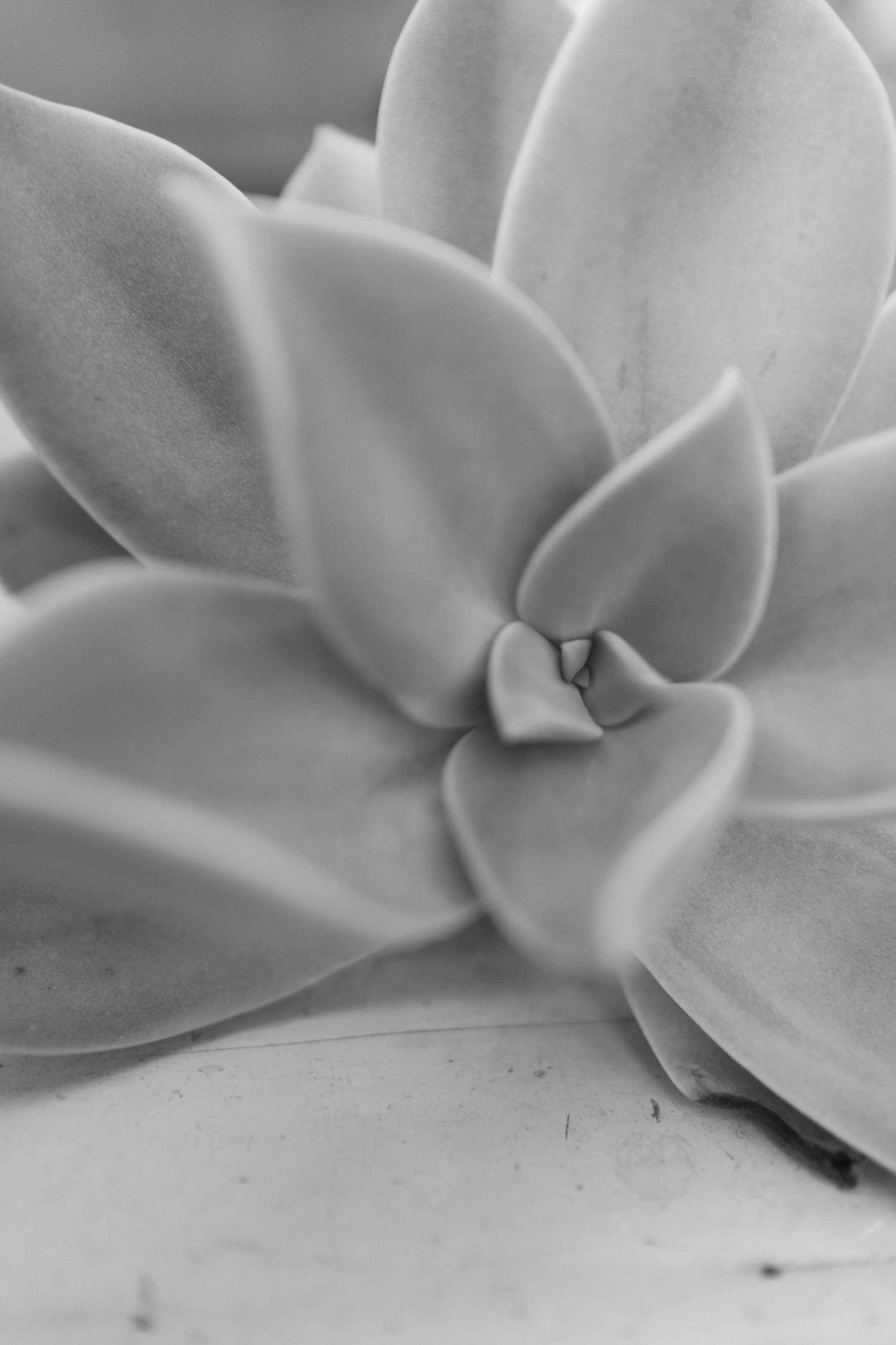 Succulent