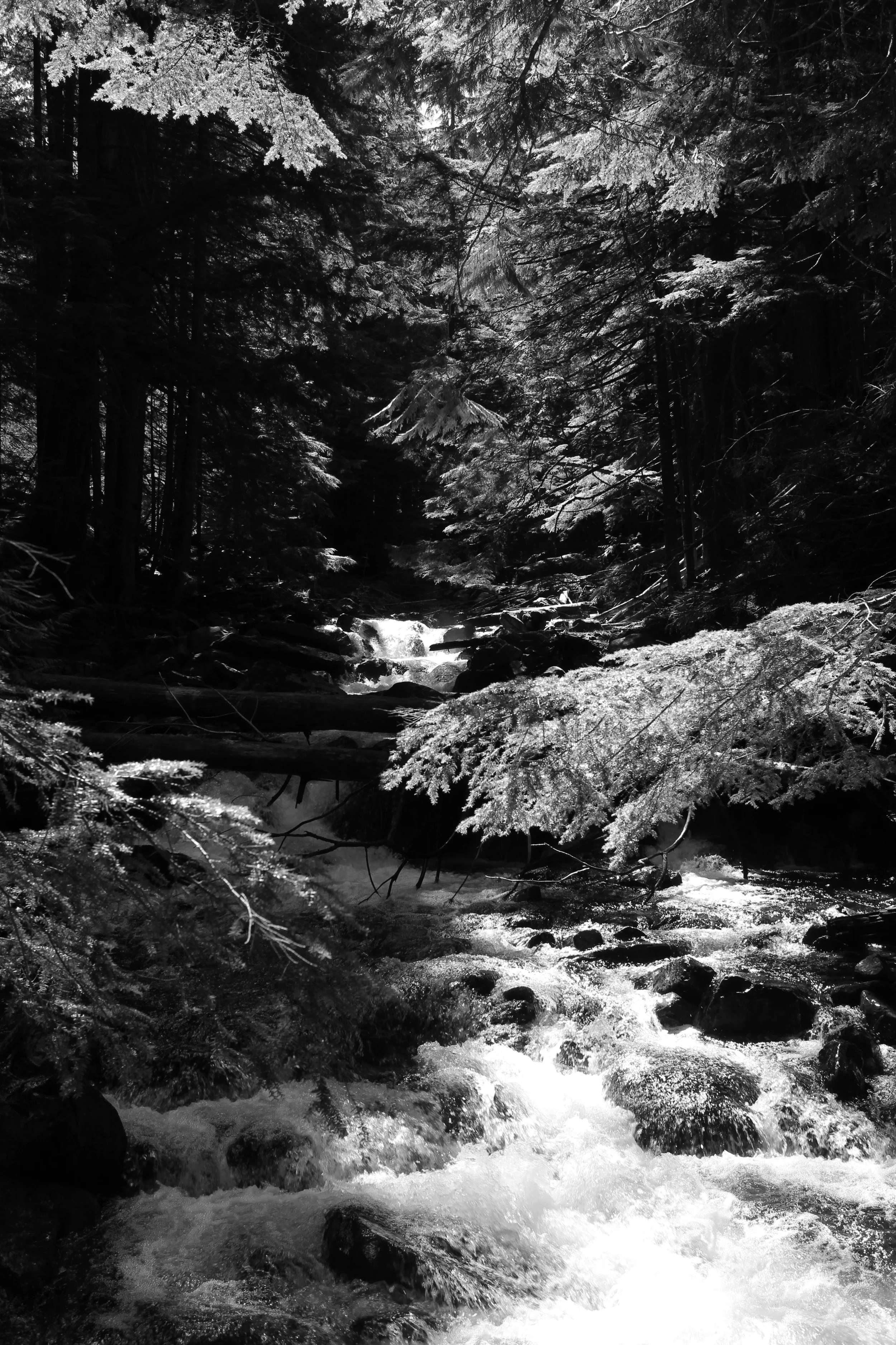 Silver Hemlock Waters