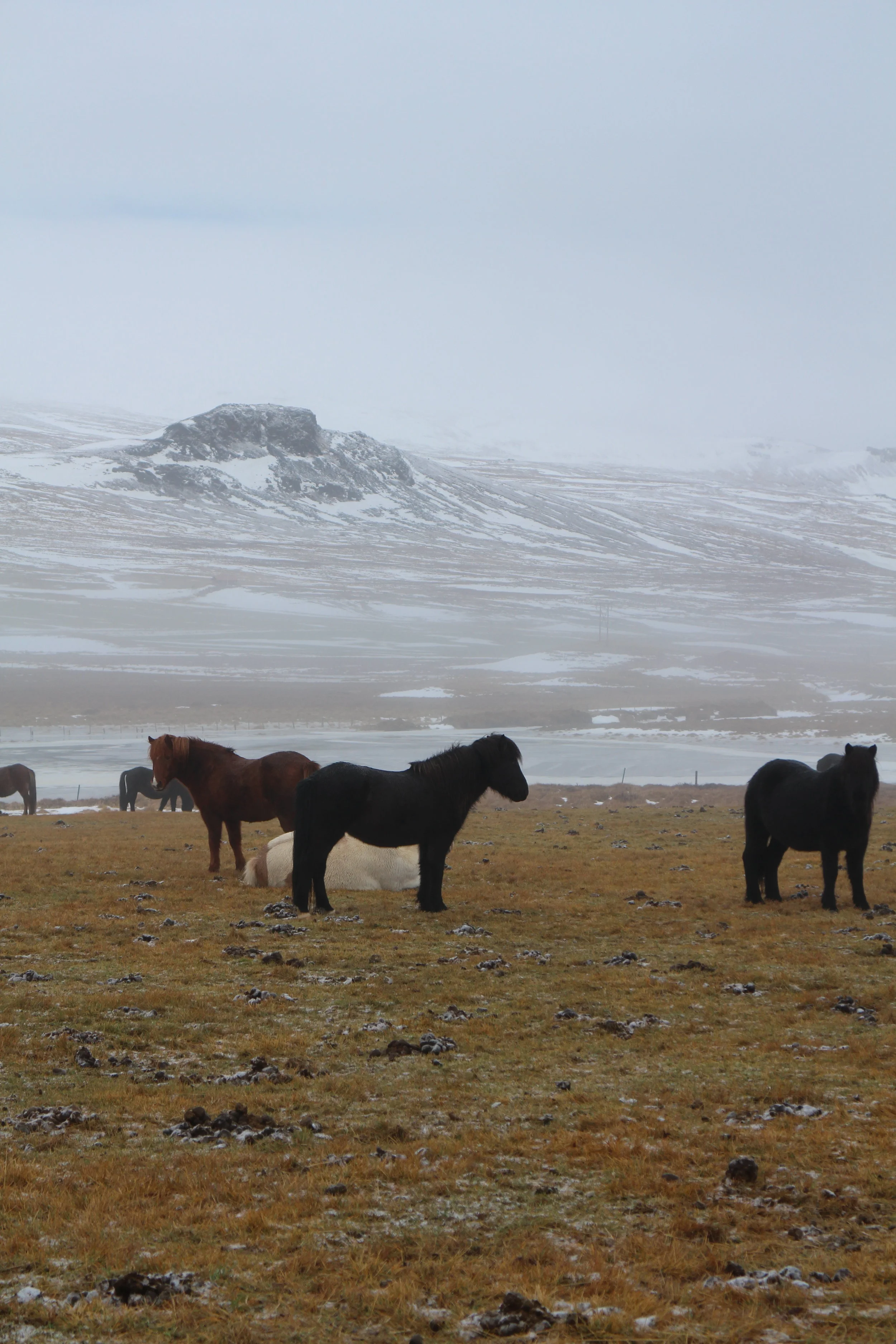 Stout Ponies