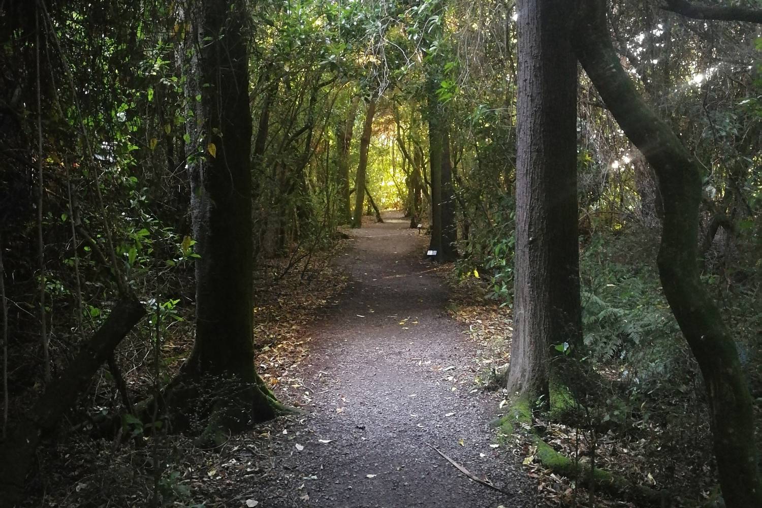 Forrest by Geoff.png