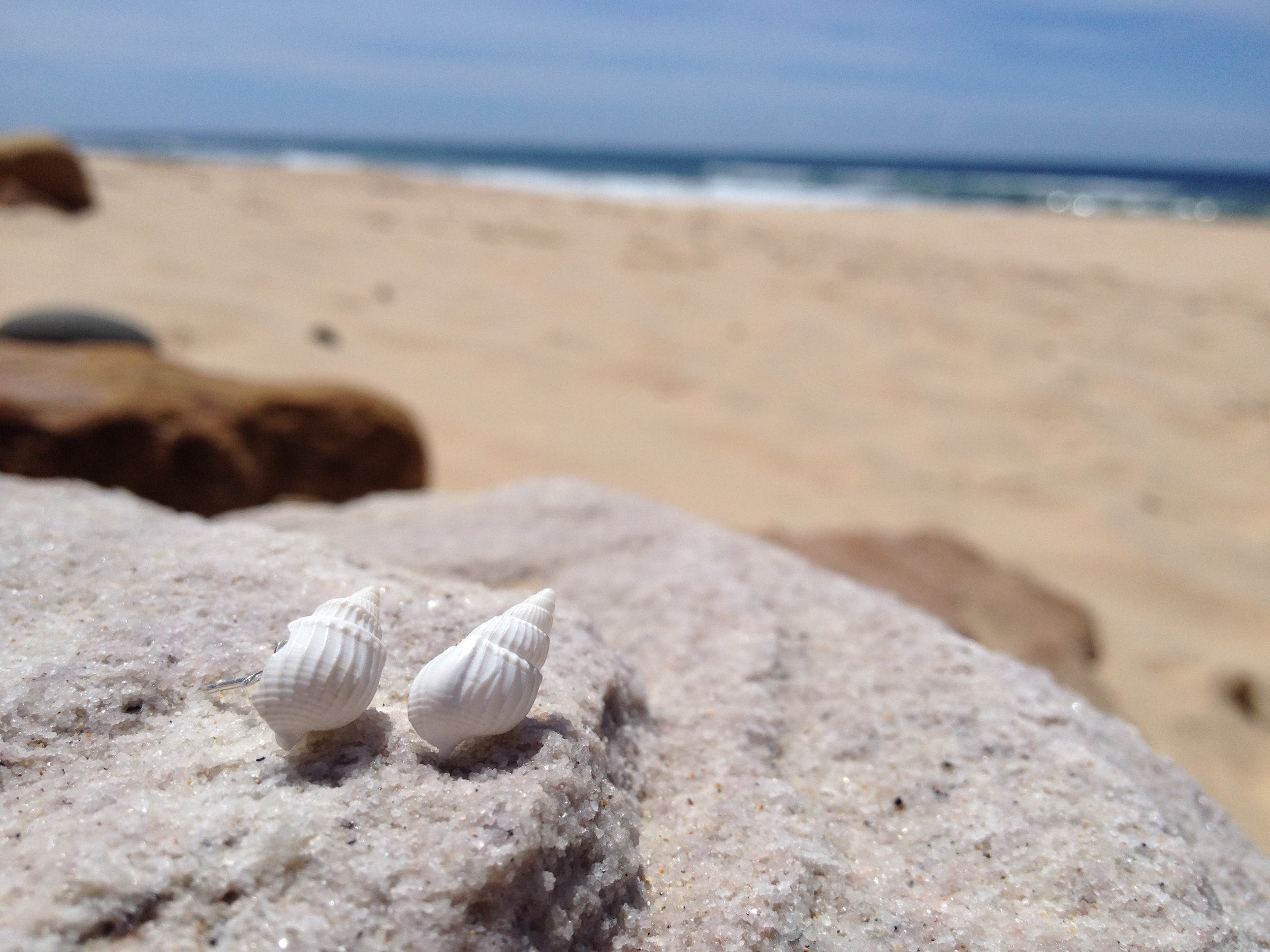 white periwinkle.jpg