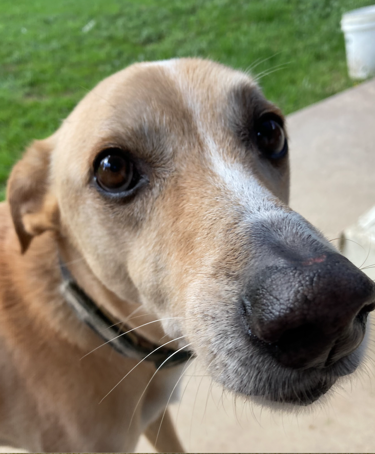 Screen Shot 2022-05-27 at 4.09.13 pm.png