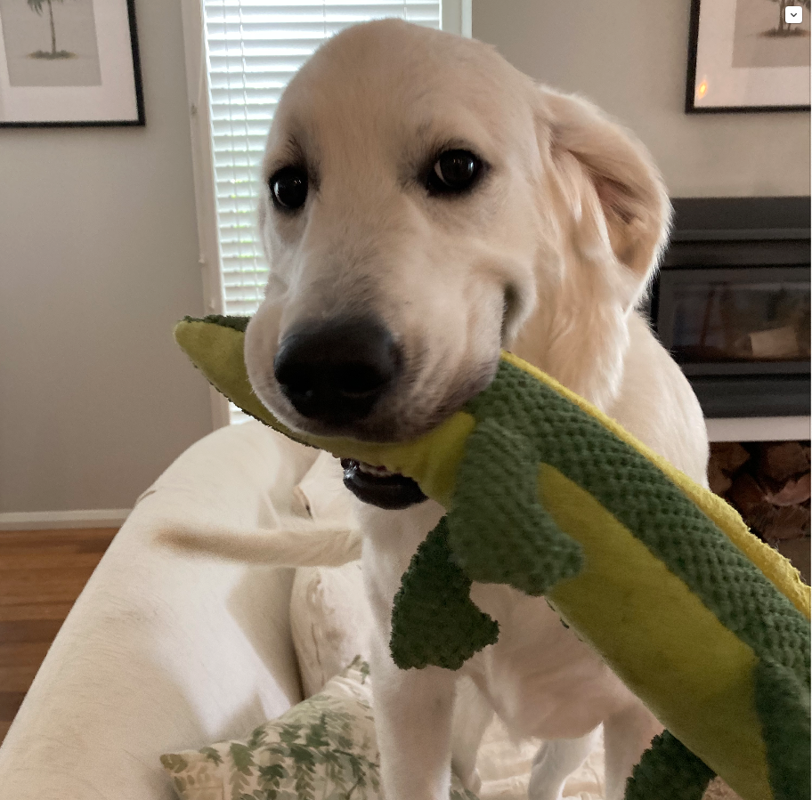 Screen Shot 2022-05-27 at 4.06.13 pm.png