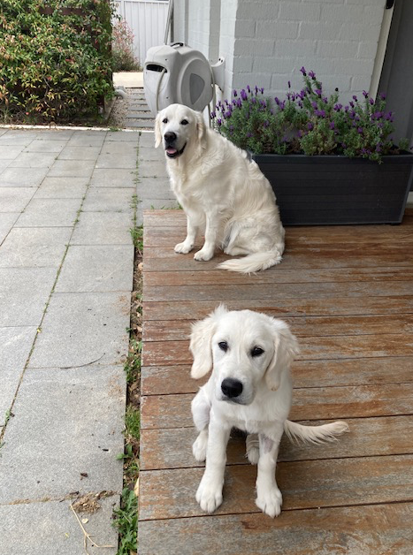 Henry and Frankie.png