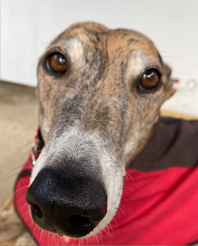 Screen Shot 2022-05-27 at 4.08.49 pm.png