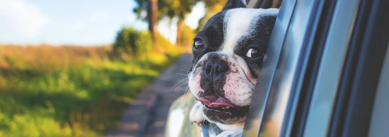 dog nutritional consulting.jpeg