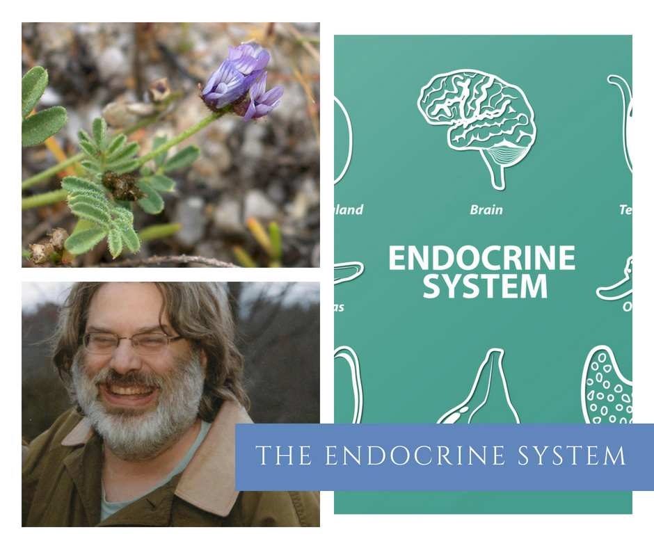 Matthew Wood Institute of Herbalism Rita Hogan Canine Herbalist — Rita