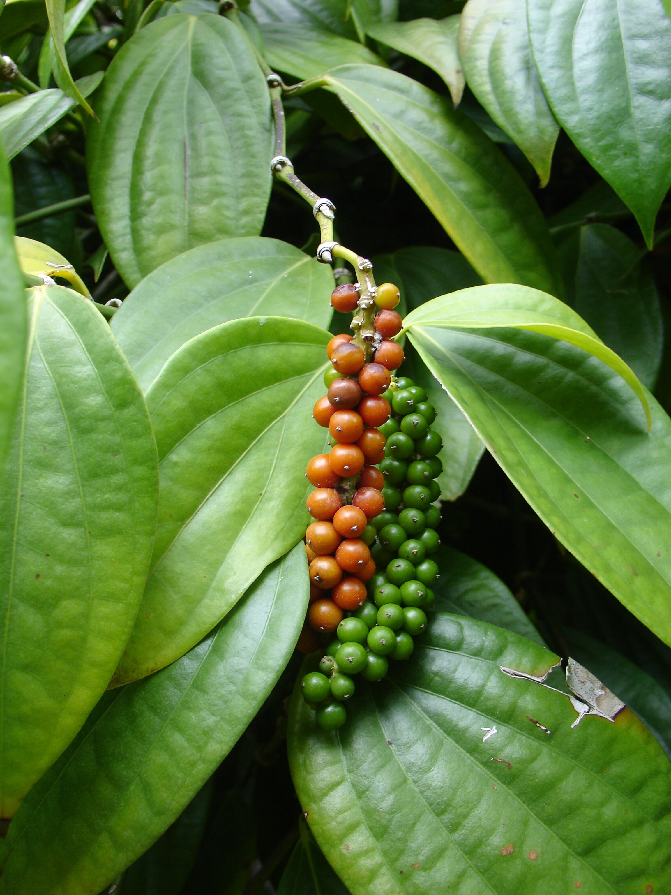 Как растет перец горошком черный в природе. Piper nigrum растение. Перец горошком растение.