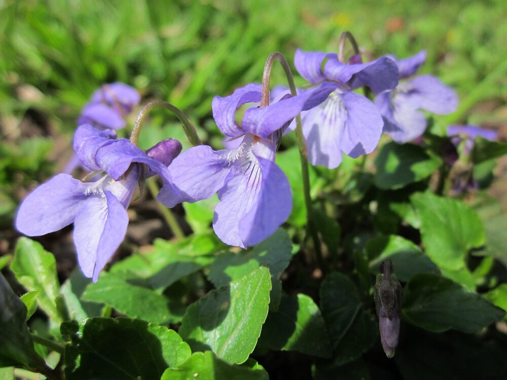 Violet Viola odorata Flower Essence — Rita Hogan Dog Herbalist Rita Hogan  Canine Herbalist
