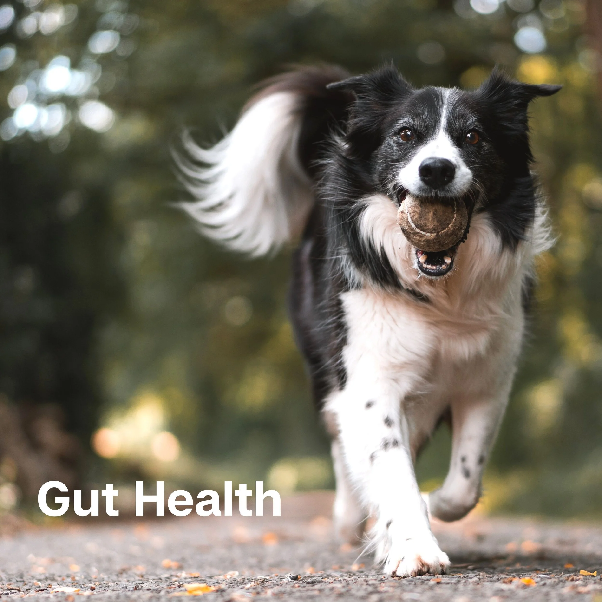 gut health(2).jpg