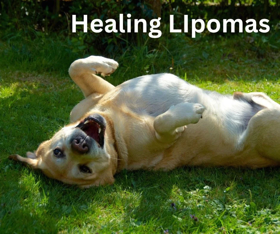 dog+rolling+on+back%281%29.jpg