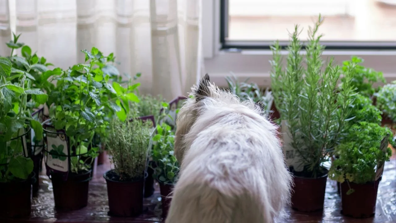 The Herbal Dog Book Rita Hogan Canine Herbalist — Rita Hogan Canine