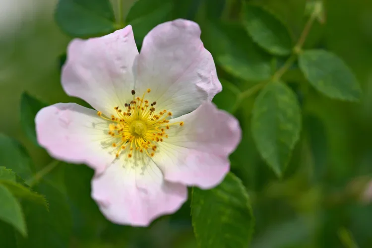 Dog+Rose+Rosa+canina+-+free.webp