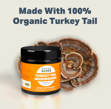 Screen Shot 2025-02-18 at 4.27.12 PM.png