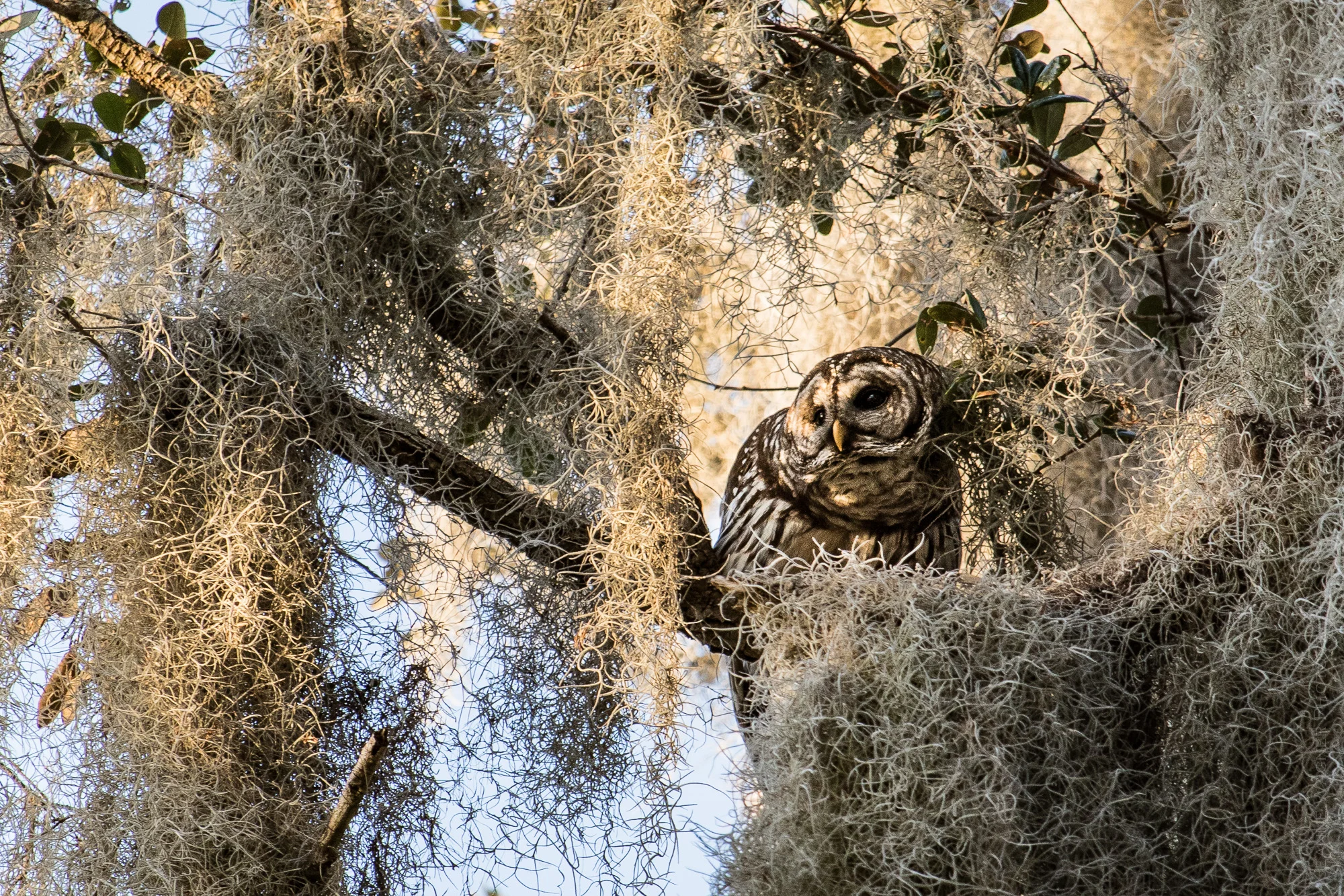 Barred Owl