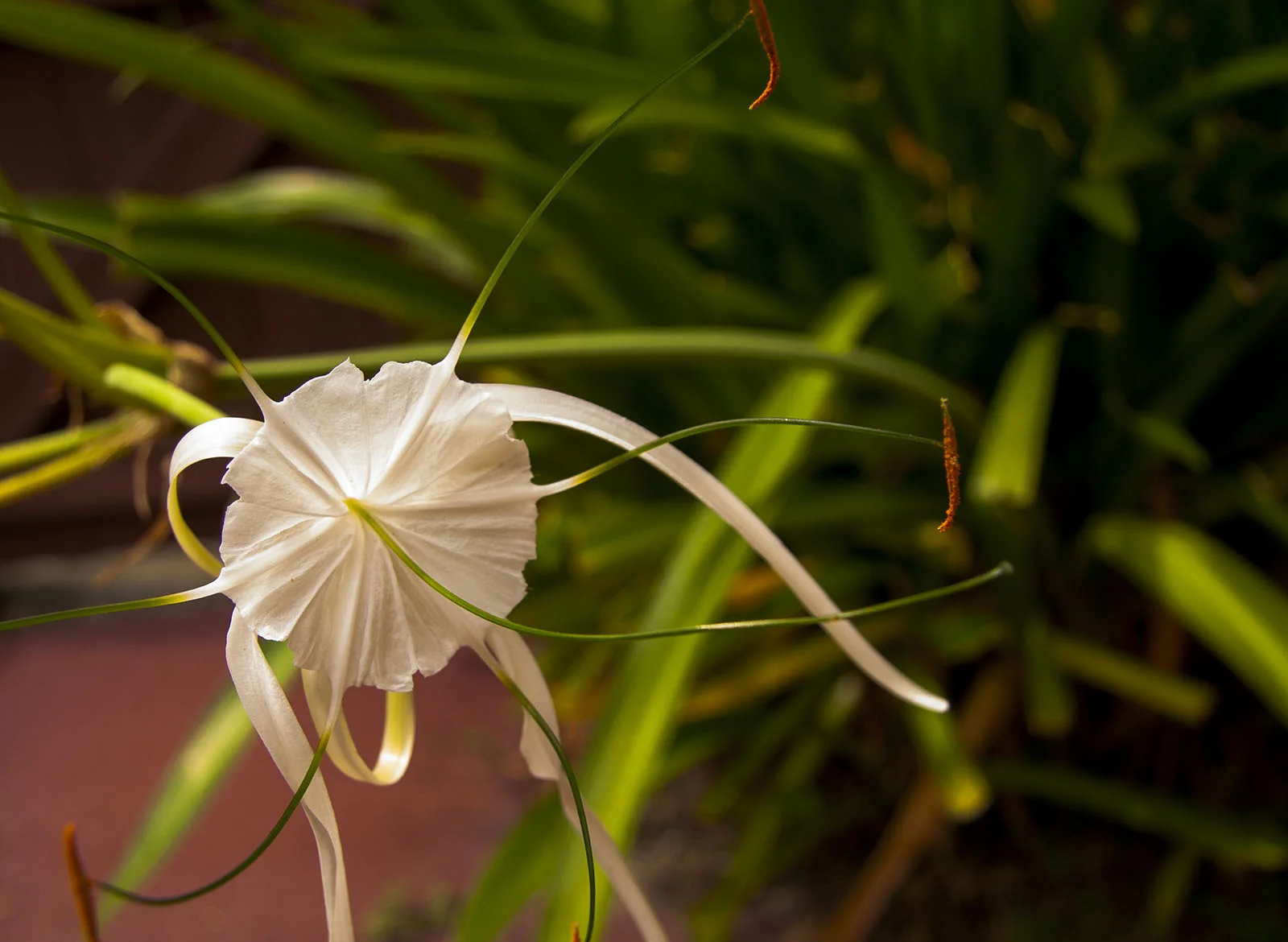 Spider Lily
