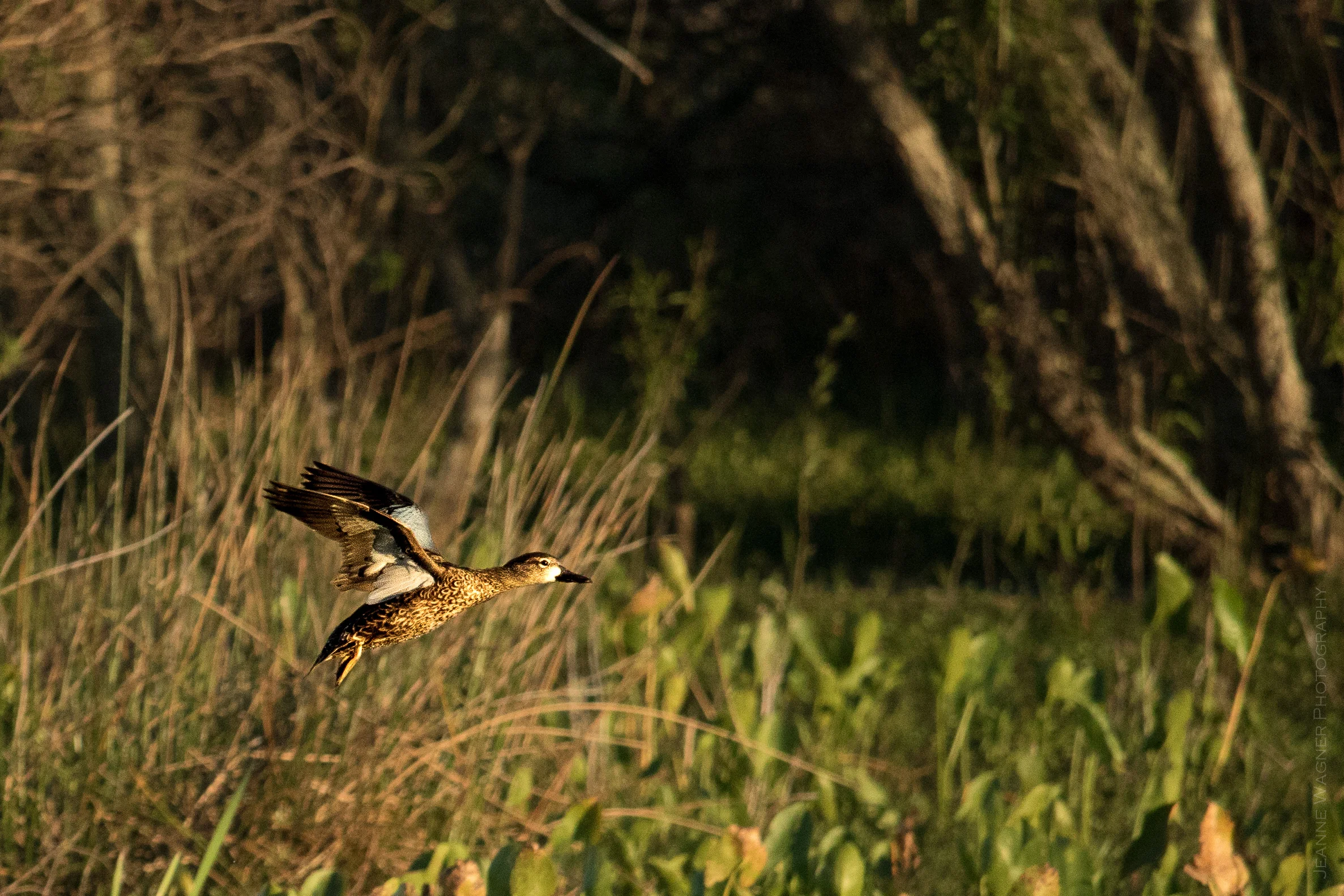 Duck in flight