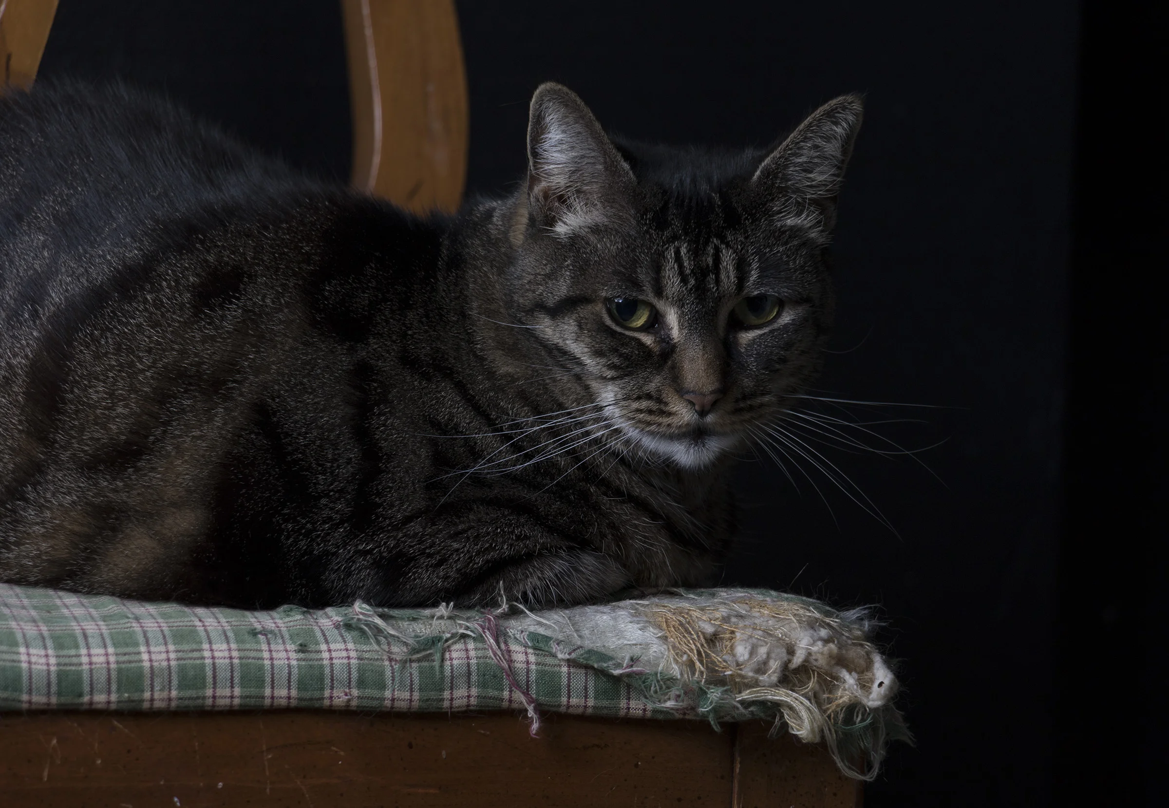 KiraPortrait_0496.jpg