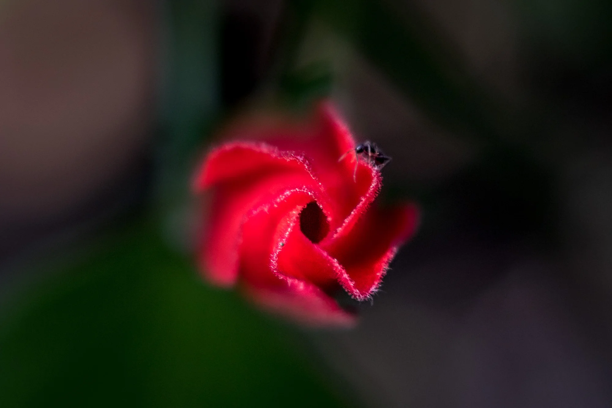 Budding bloom and friend