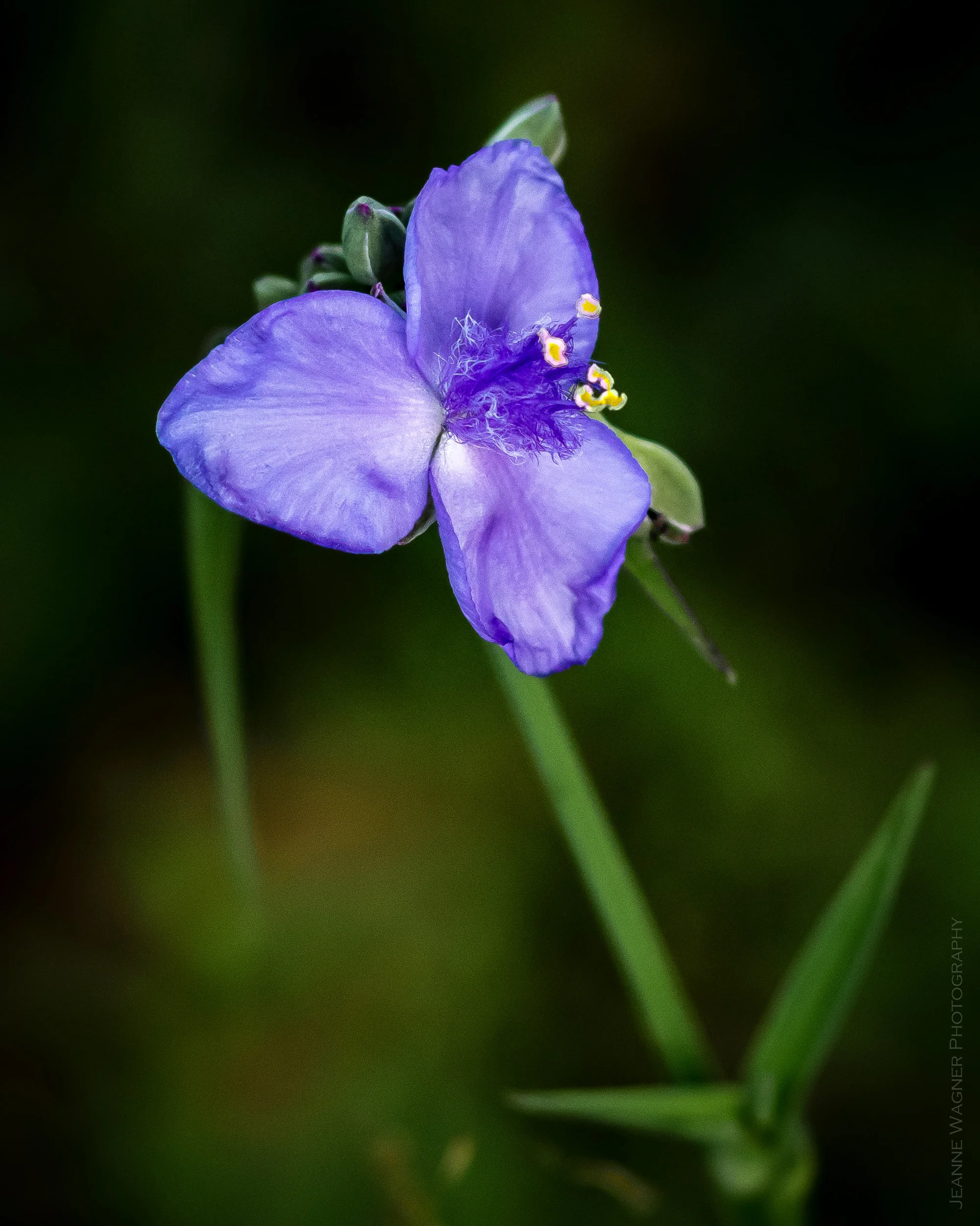 Tiny purple flower
