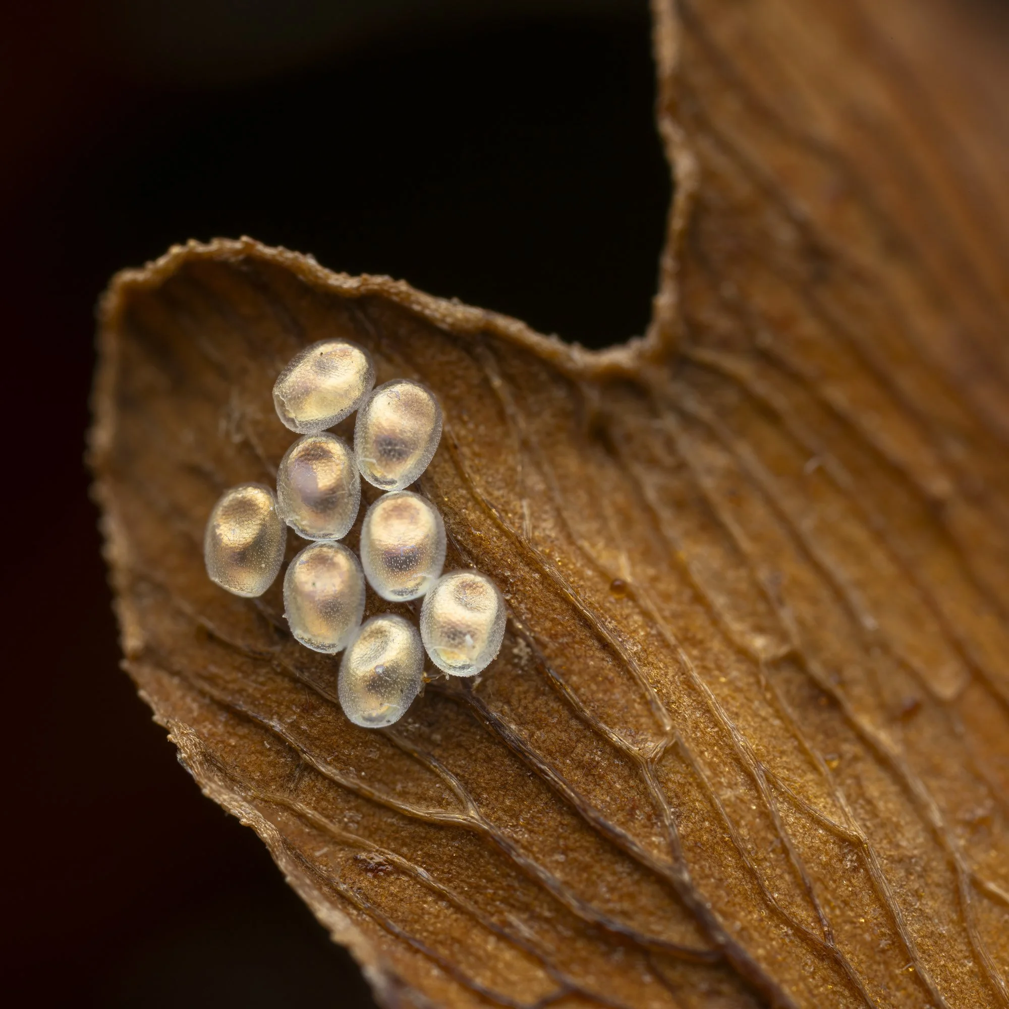 20250920-2025-09-21 01-33-42 (B,Radius9,Smoothing3)-Edit-2.jpg