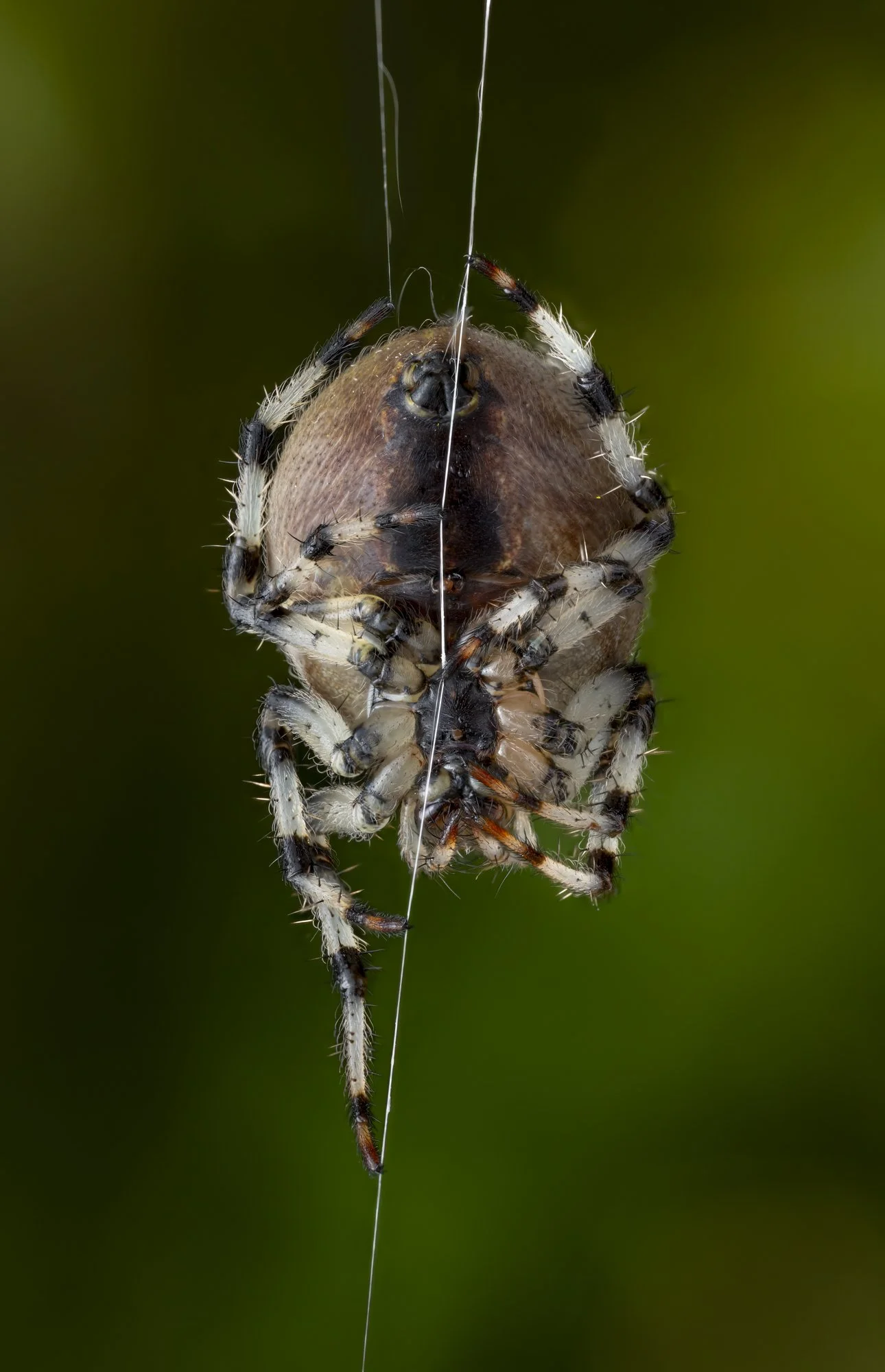 20250919-2025-09-19 22-23-13 (B,Radius3,Smoothing8)-Edit-Edit-Edit-Edit.jpg