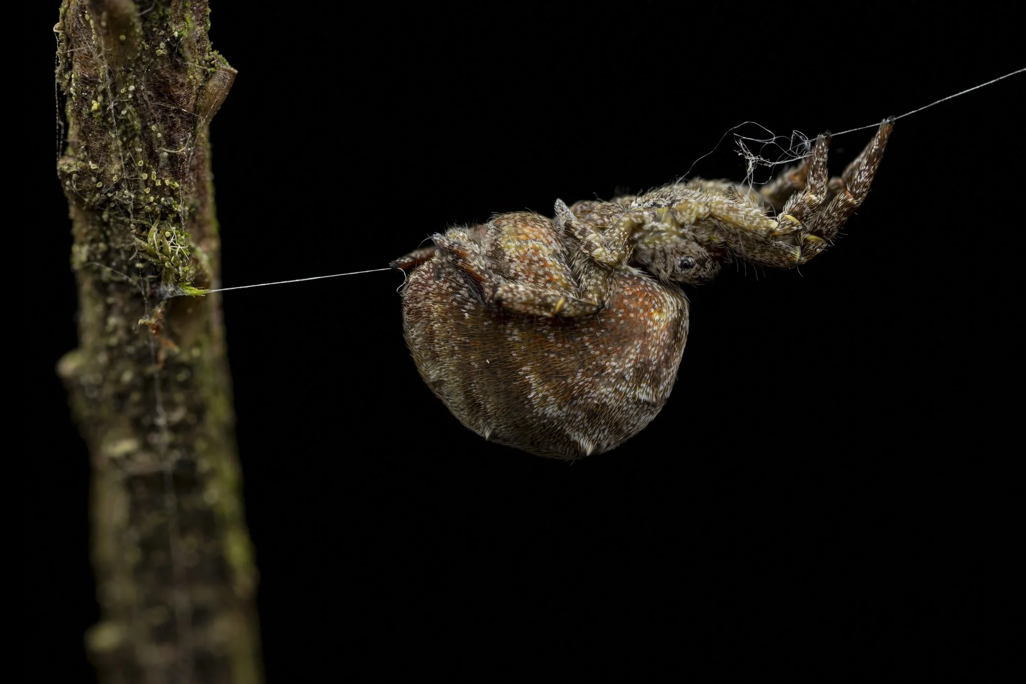 20250921-2025-09-21 18-19-45 (B,Radius13,Smoothing7)-Edit-2-Edit.jpg