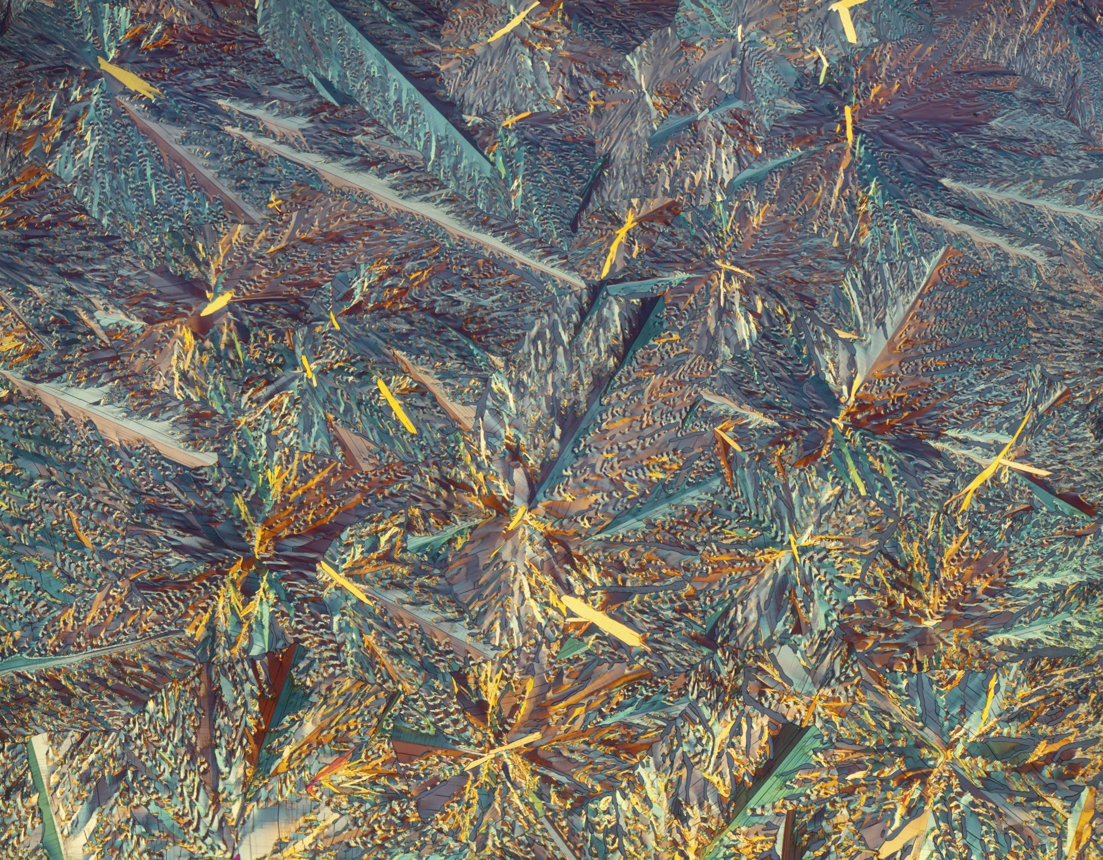 phyto 1.jpg