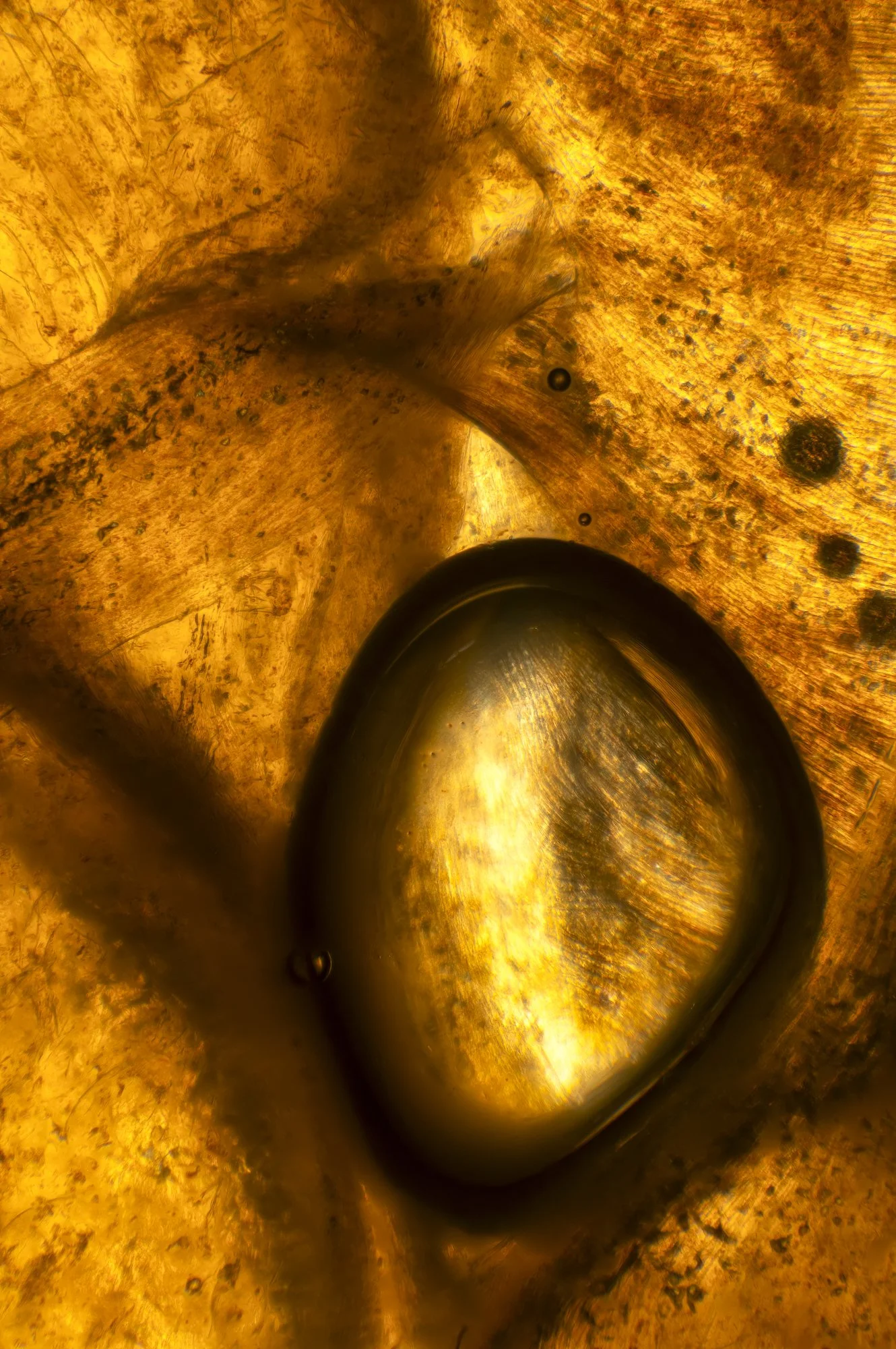 Mandarin orange vesicles, light microscopy