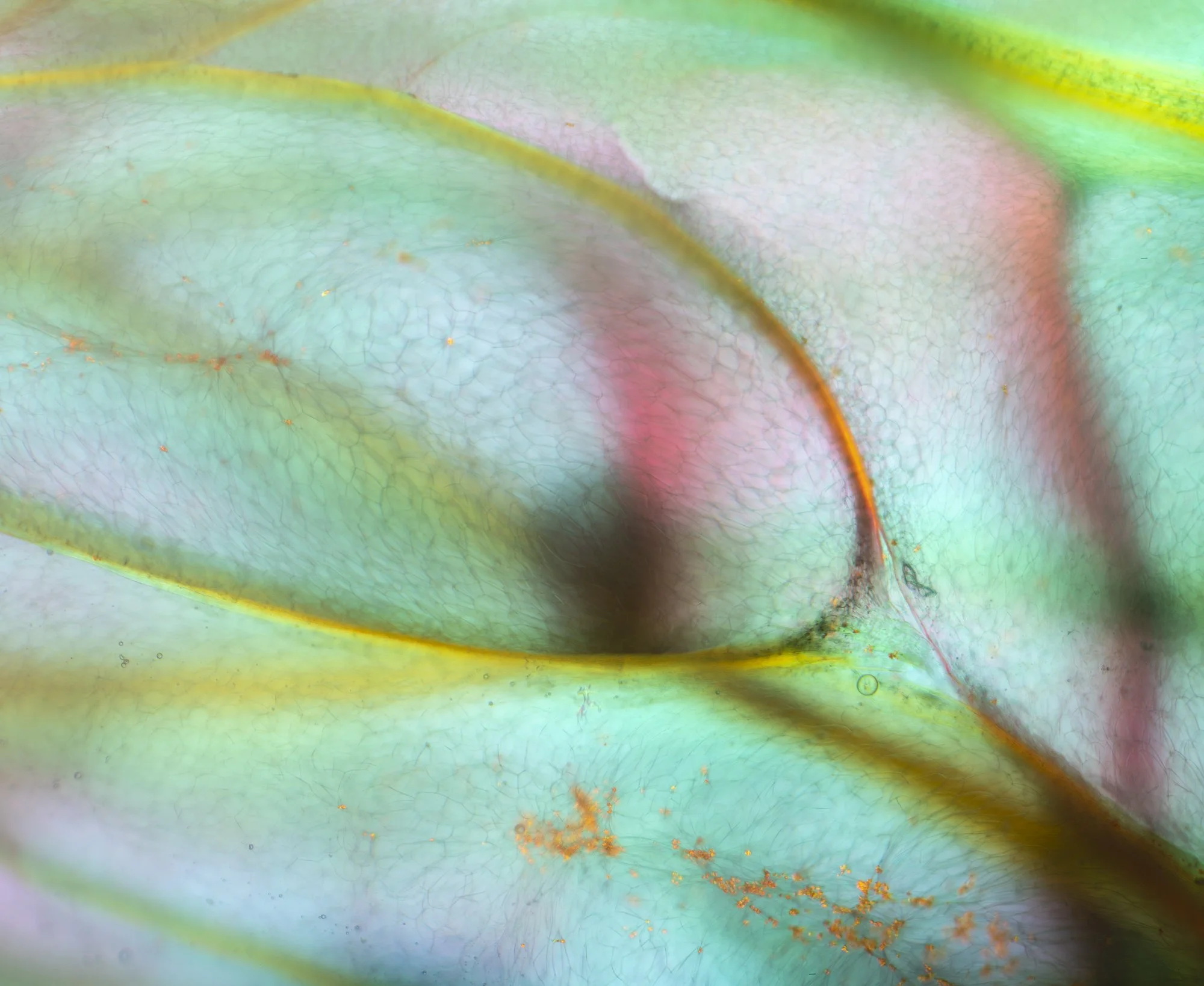 Clementine vesicle 