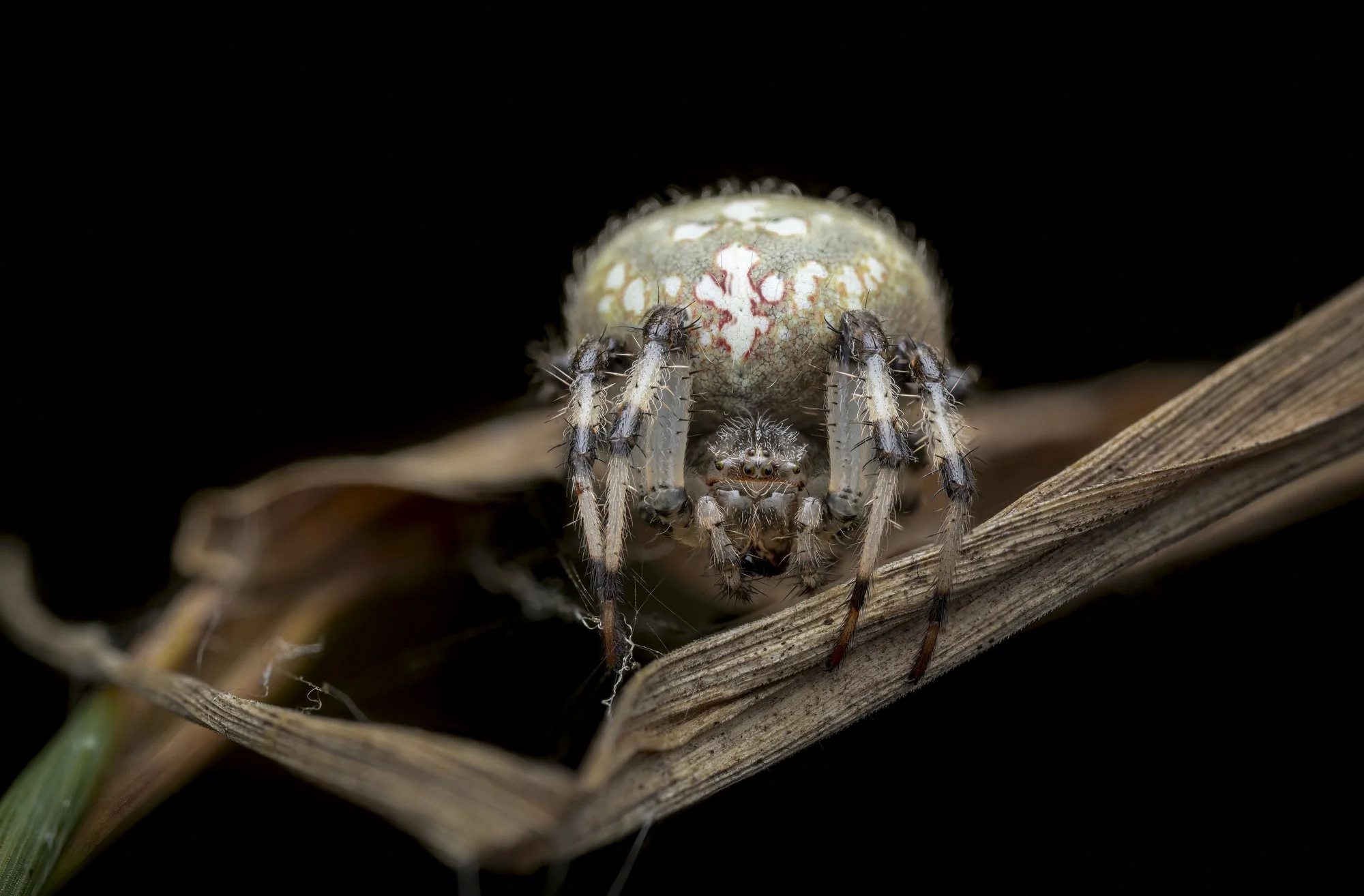 20250922-2025-09-22 17-28-25 (B,Radius6,Smoothing1)-Edit-Edit-Edit.jpg