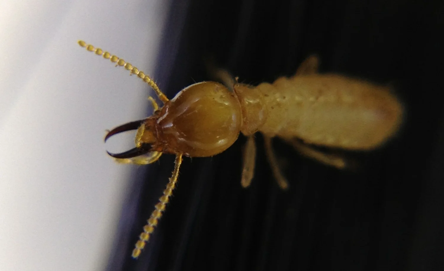 Lacteus soldier web.jpg