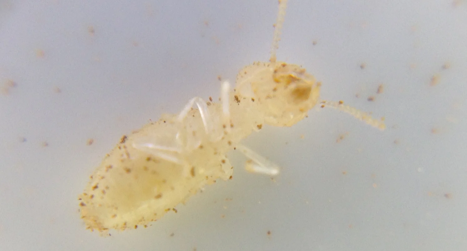 Dead termite banner.jpeg