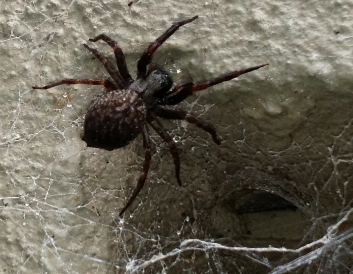 Black House Spider and web.jpg