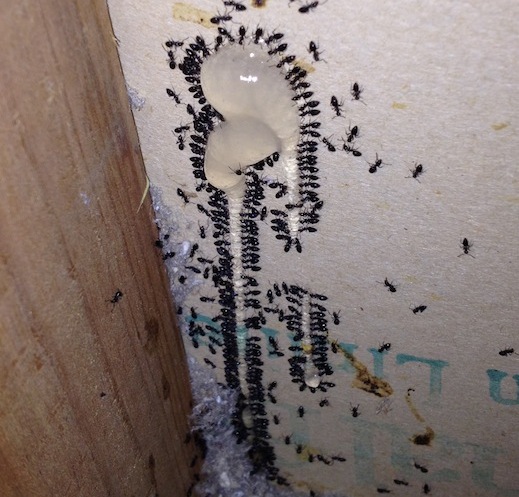 Ant Gel bait treatment