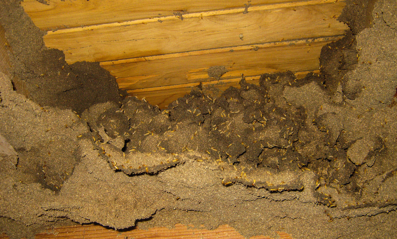 Termites attacking subfloor.jpg