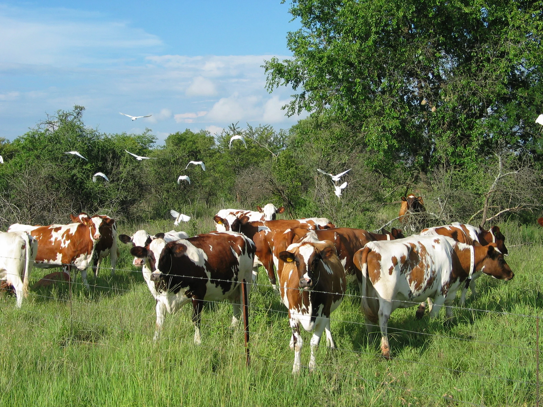 Hazeldean Ayrshire cows grazing the veld back in the day