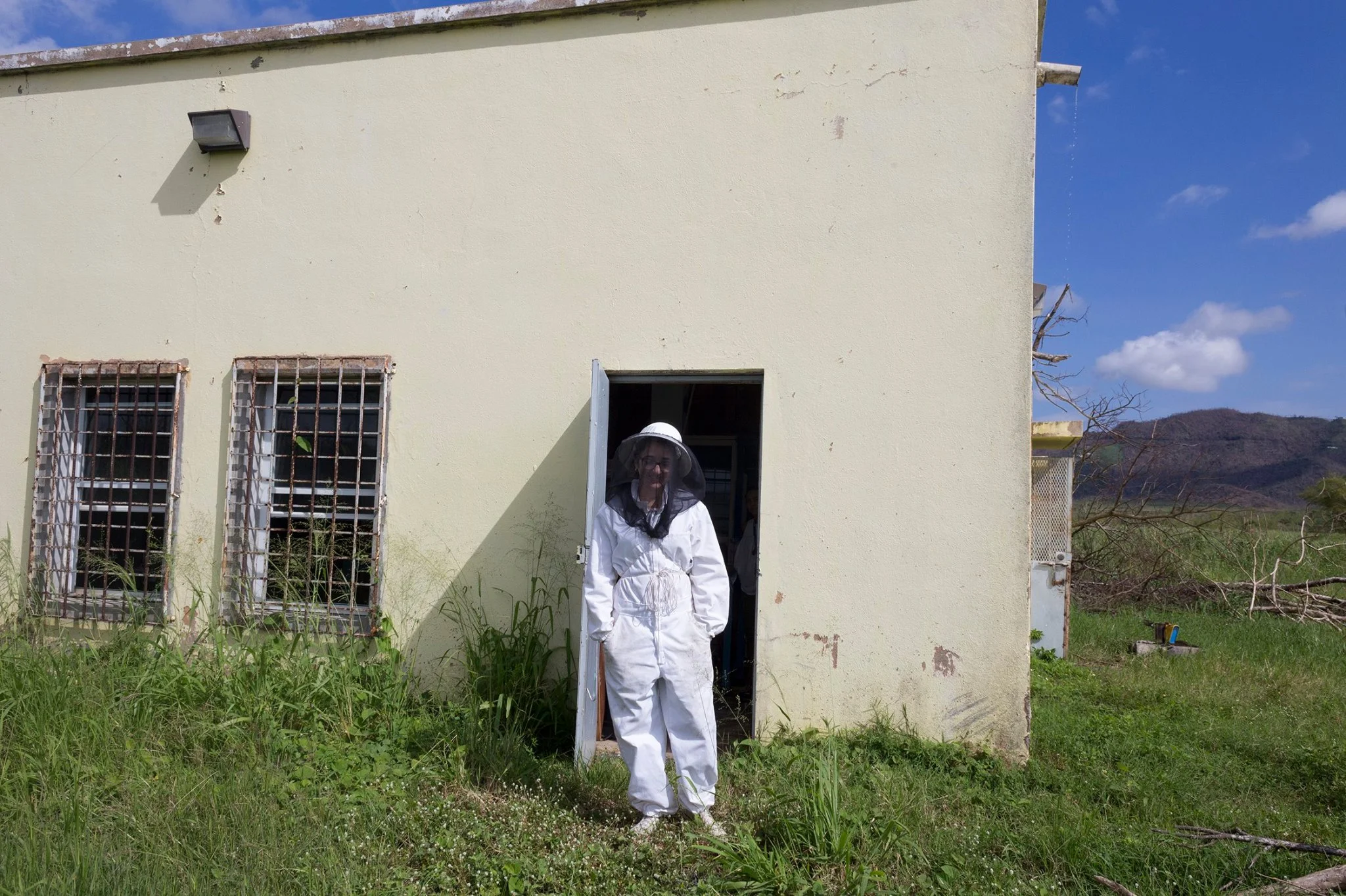 bees.jpg