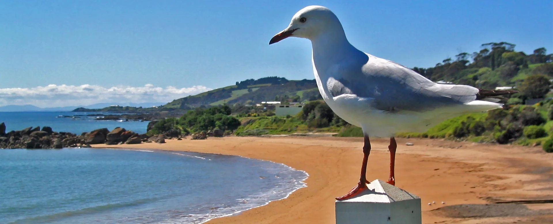 seagull_penguin.jpg