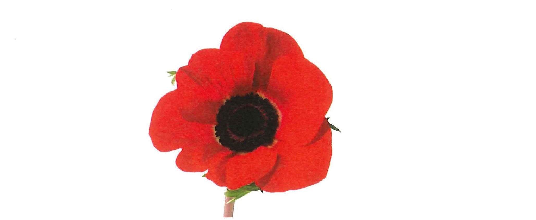 Remembrance Day Ulverstone 2016
