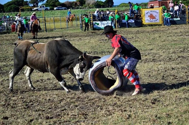 Lillico Rodeo Tasmania