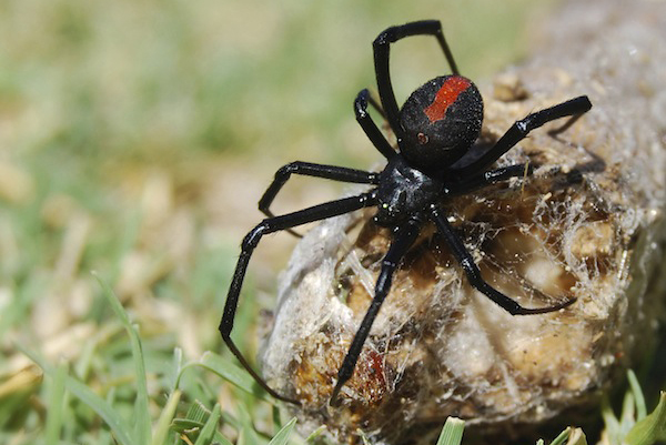 Redback iStock_000009360190Medium-1.jpg