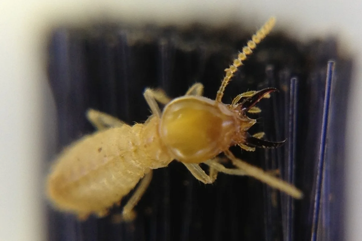 Termite soldier Lacteus.jpeg