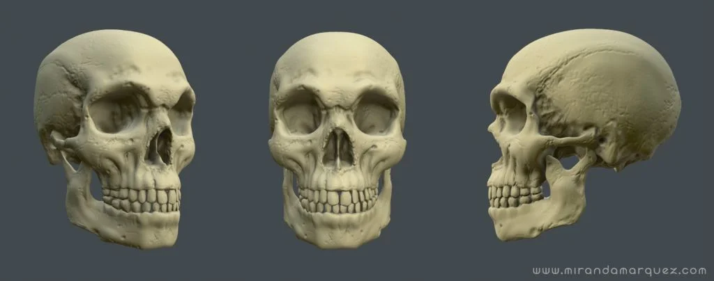 Skull_pose.jpg