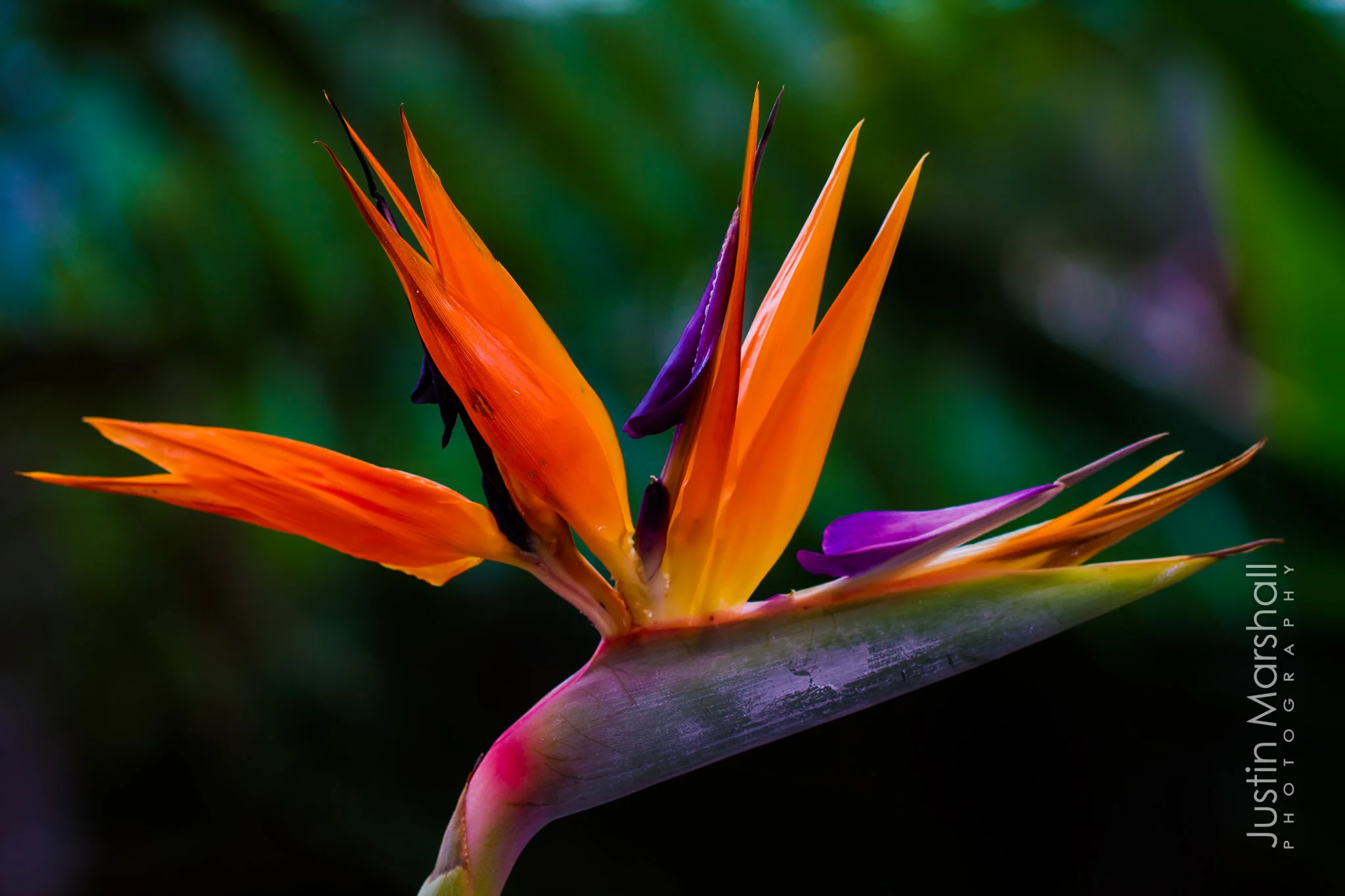 Bird of Paradise-20120529-059-Edit.jpg