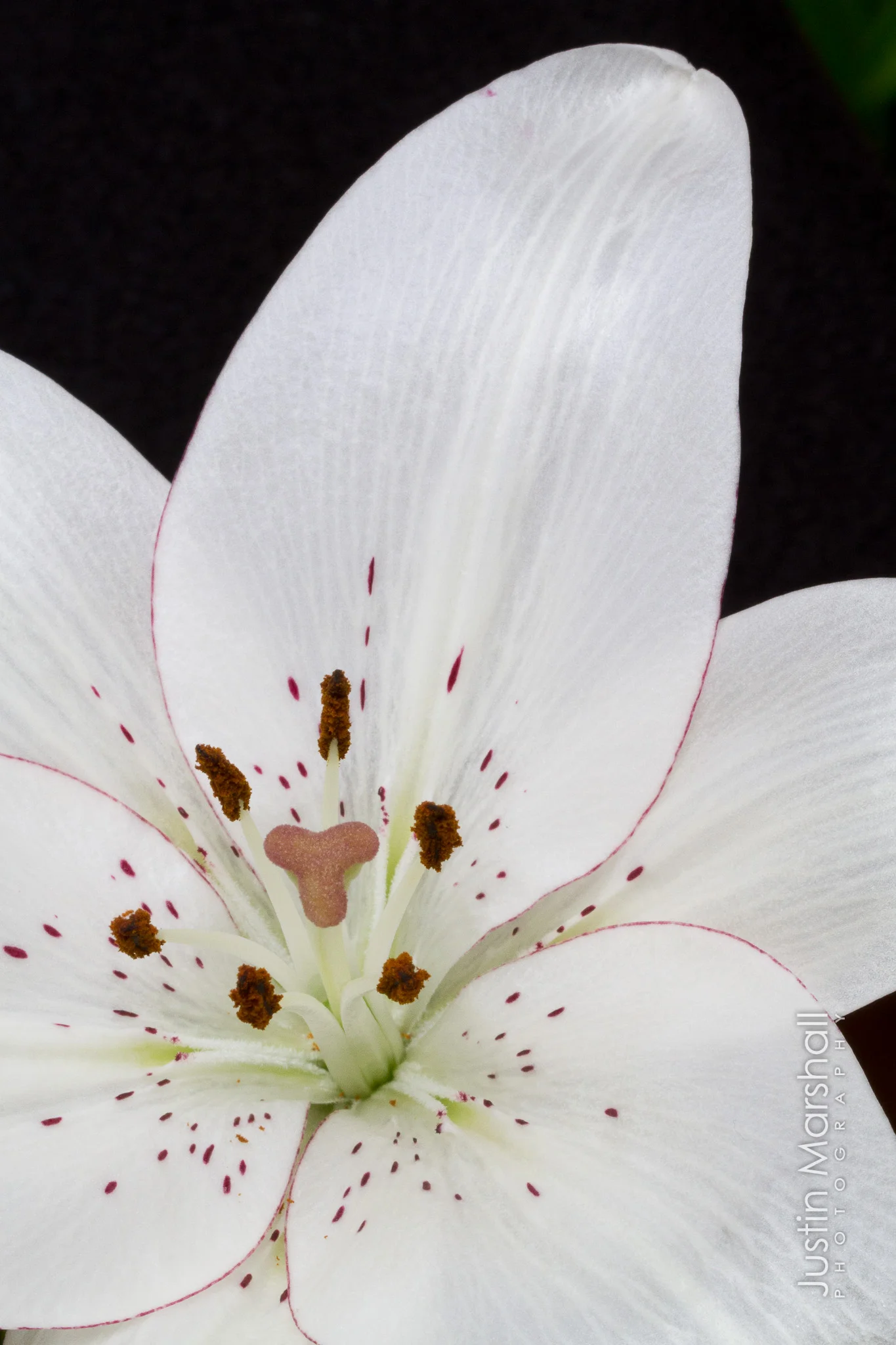 Flowers-20120204-054.jpg