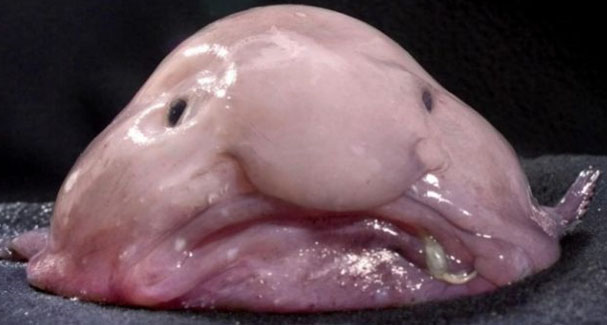 Huge sex-crazed blobfish the size of owls are set to invade Ashton-in-Makerfield
