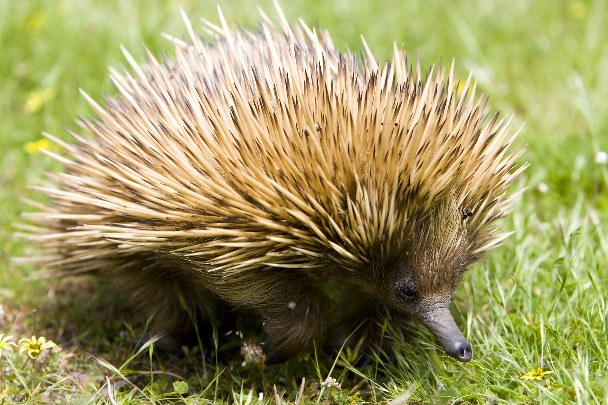 Huge sex-crazed echidna the size of frogs are set to invade Budleigh Salterton