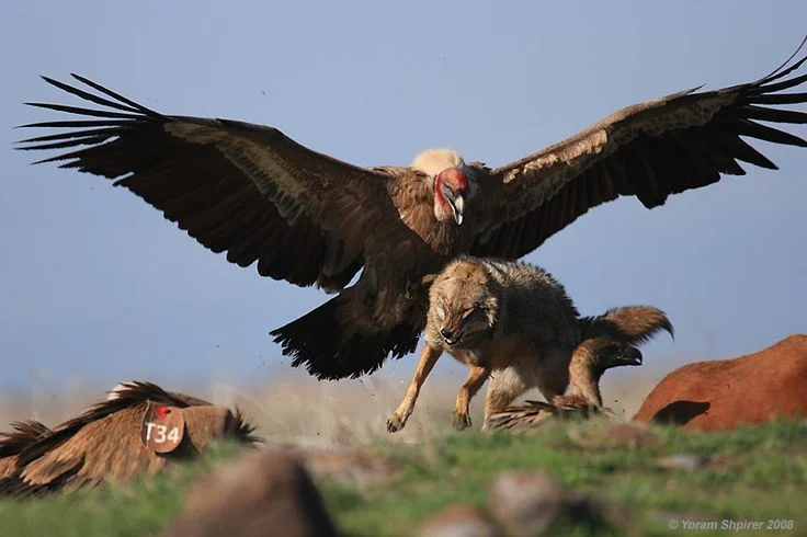 Huge sex-crazed Andean condors the size of Andean Condors are set to invade Yarm-on-Tees